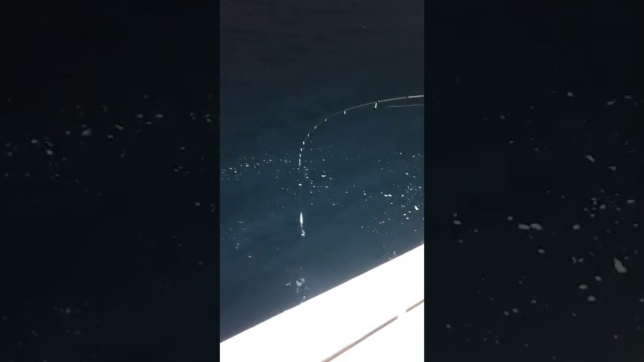 鳥取シロイカ釣り