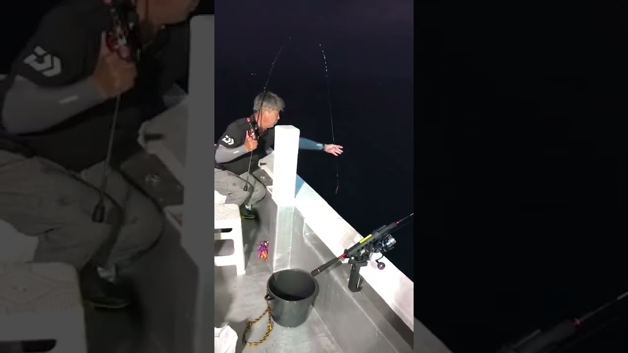 鳥取白いか釣り
